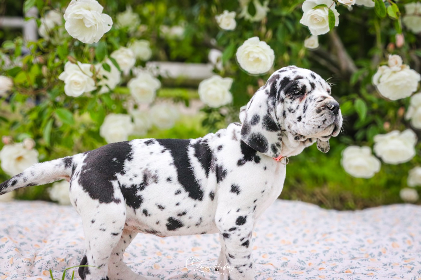 Des Terres De Limermont - Chiots disponibles - Dogue allemand