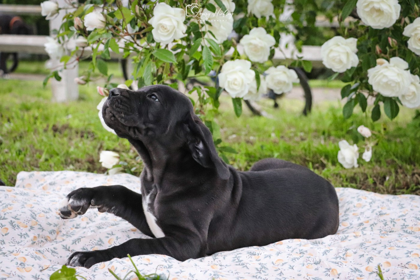 Des Terres De Limermont - Chiots disponibles - Dogue allemand