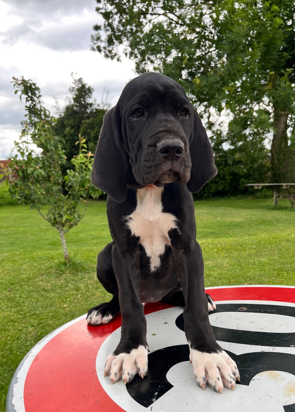 Des Terres De Limermont - Chiots disponibles - Dogue allemand