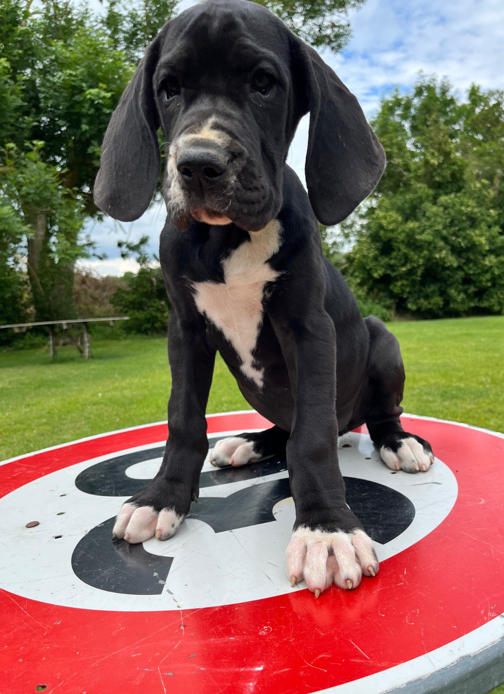 Des Terres De Limermont - Chiots disponibles - Dogue allemand