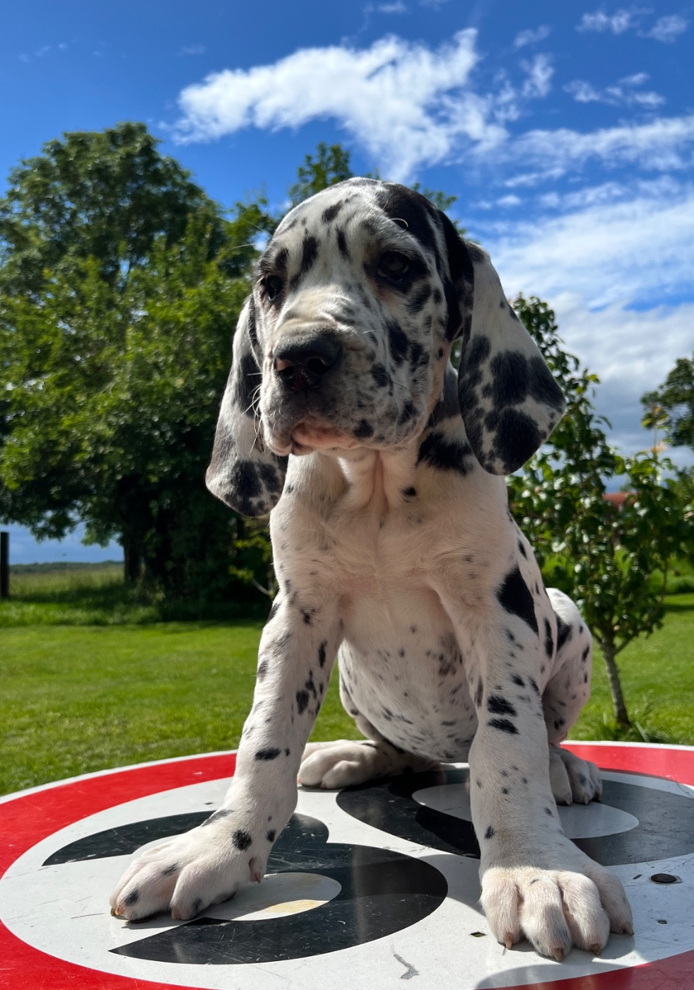 Des Terres De Limermont - Chiots disponibles - Dogue allemand