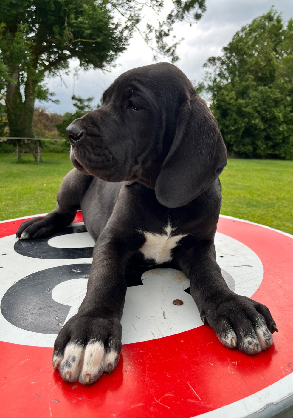 Des Terres De Limermont - Chiots disponibles - Dogue allemand