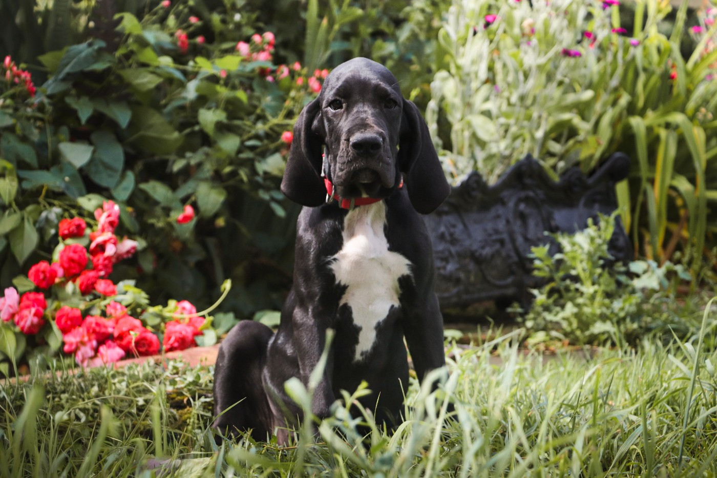 Des Terres De Limermont - Chiots disponibles - Dogue allemand