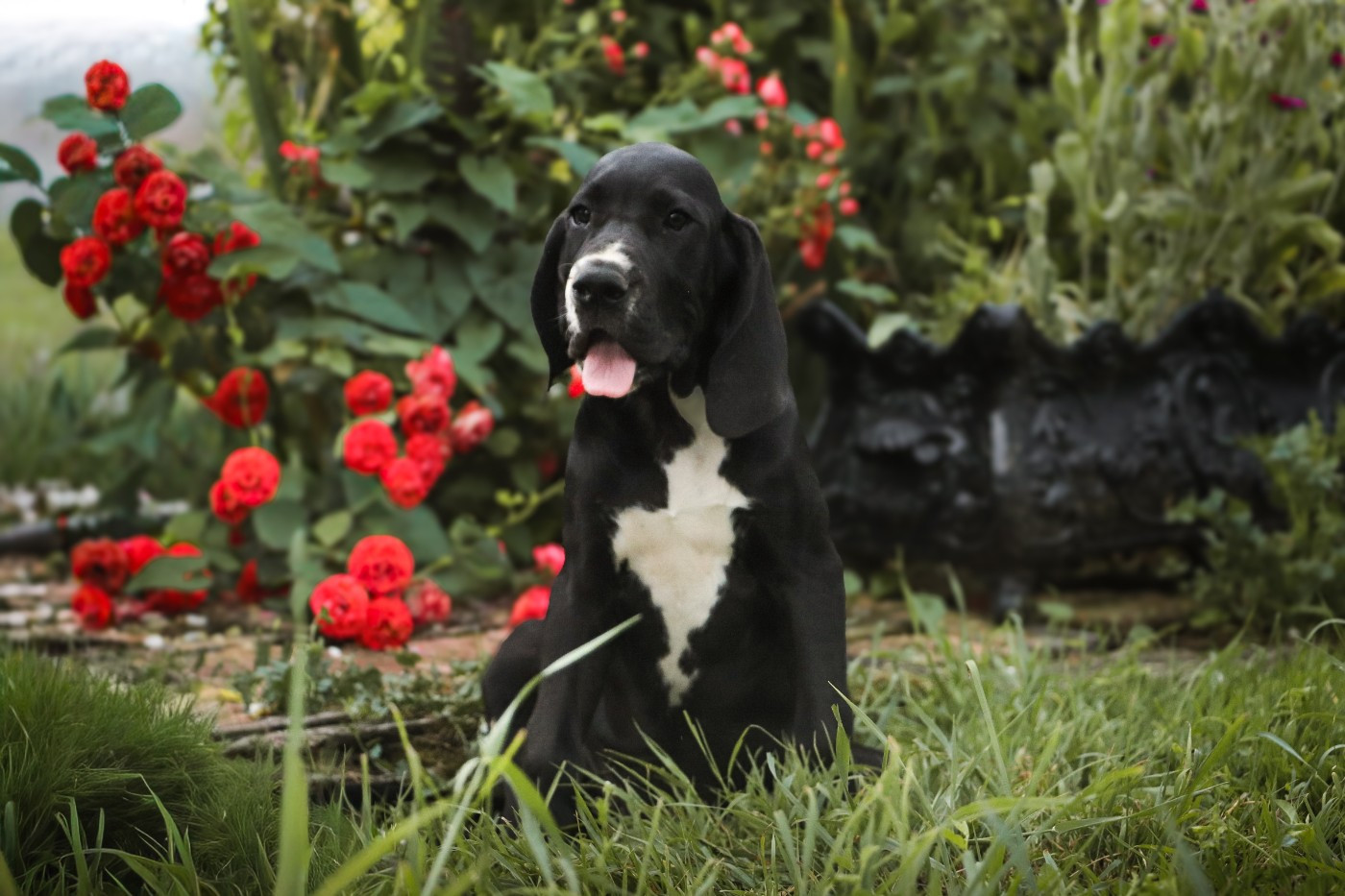 Des Terres De Limermont - Chiots disponibles - Dogue allemand
