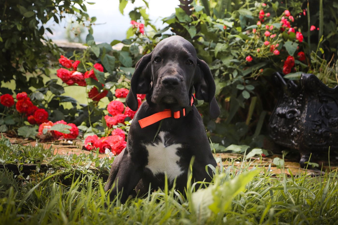 Des Terres De Limermont - Chiots disponibles - Dogue allemand