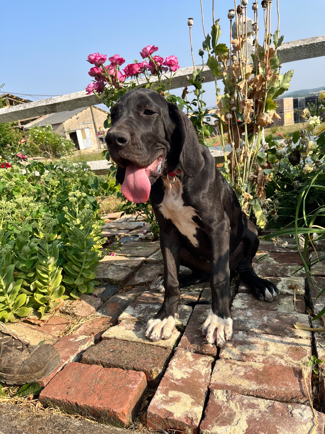 Des Terres De Limermont - Chiots disponibles - Dogue allemand