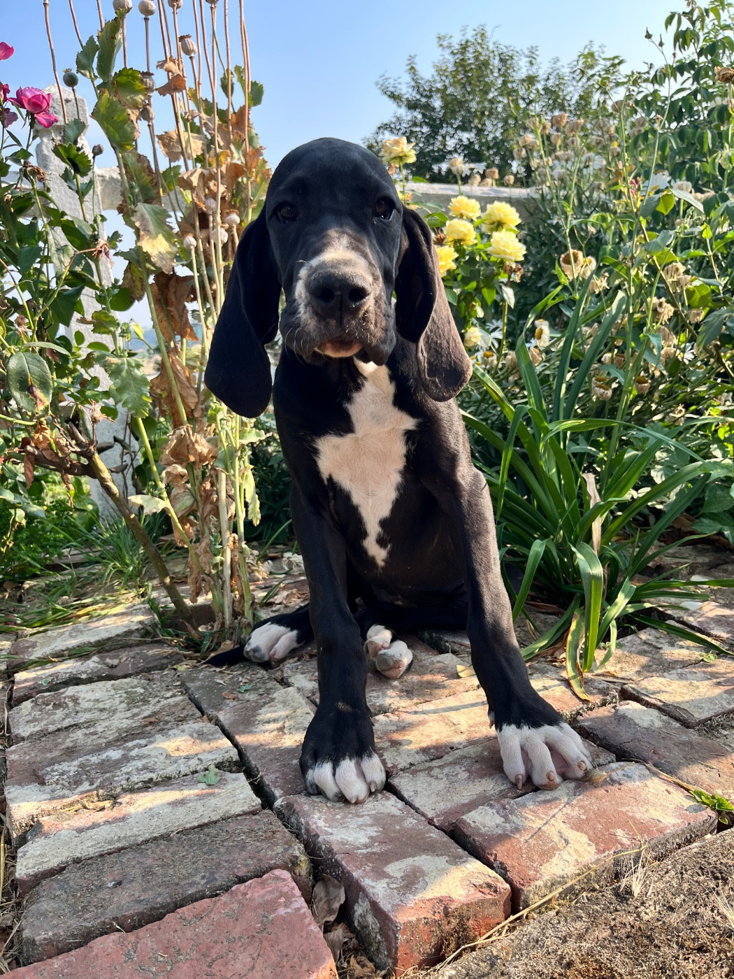 Des Terres De Limermont - Chiots disponibles - Dogue allemand