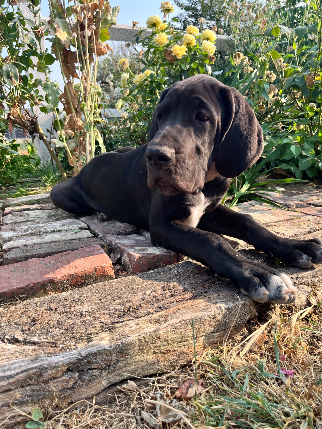 Des Terres De Limermont - Chiots disponibles - Dogue allemand