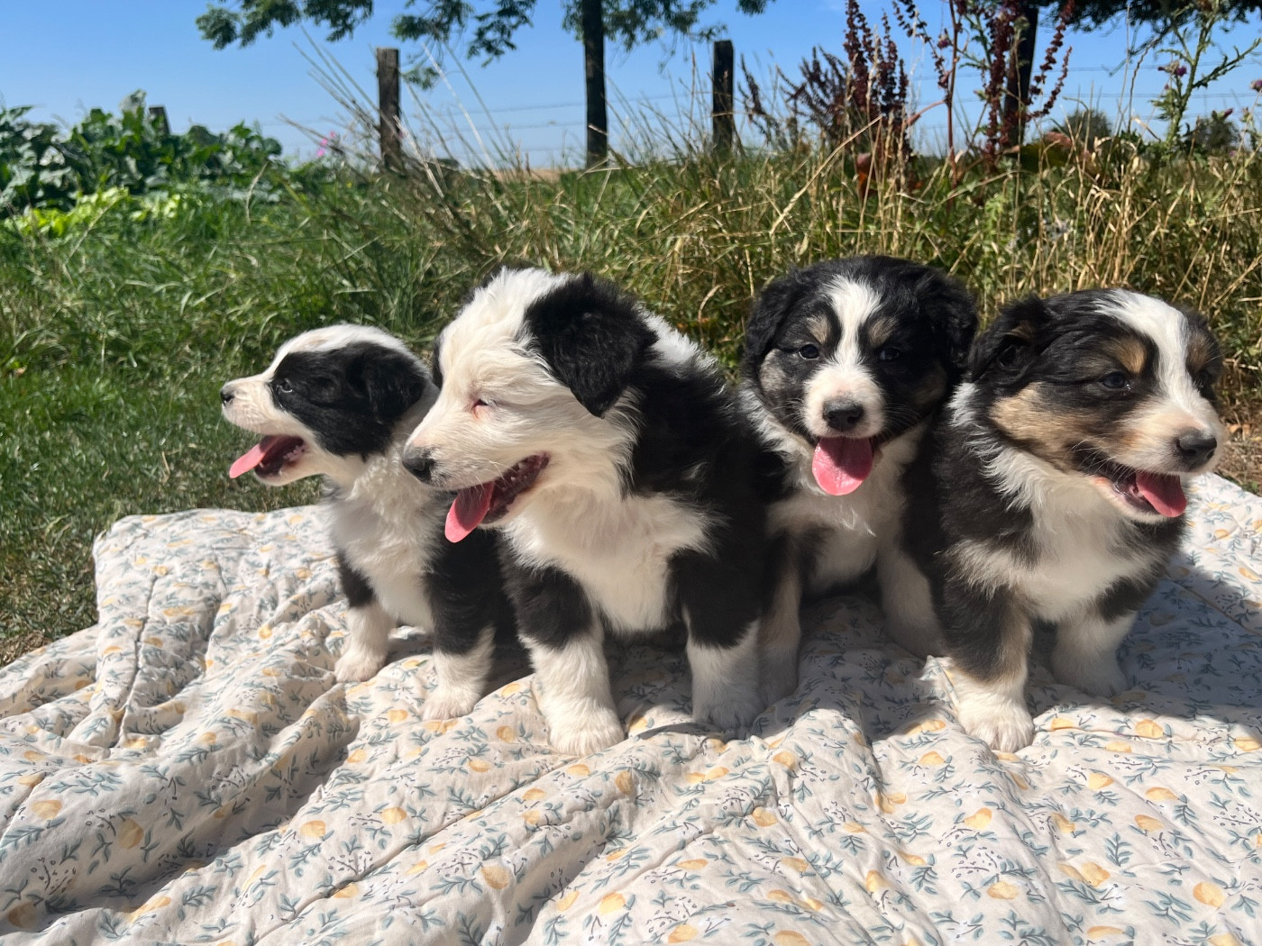 Des Terres De Limermont - Chiots disponibles - Berger Australien
