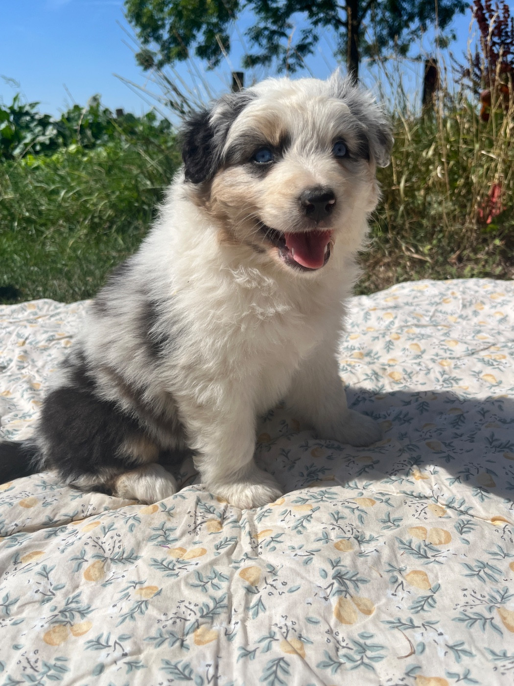 Des Terres De Limermont - Chiots disponibles - Berger Australien