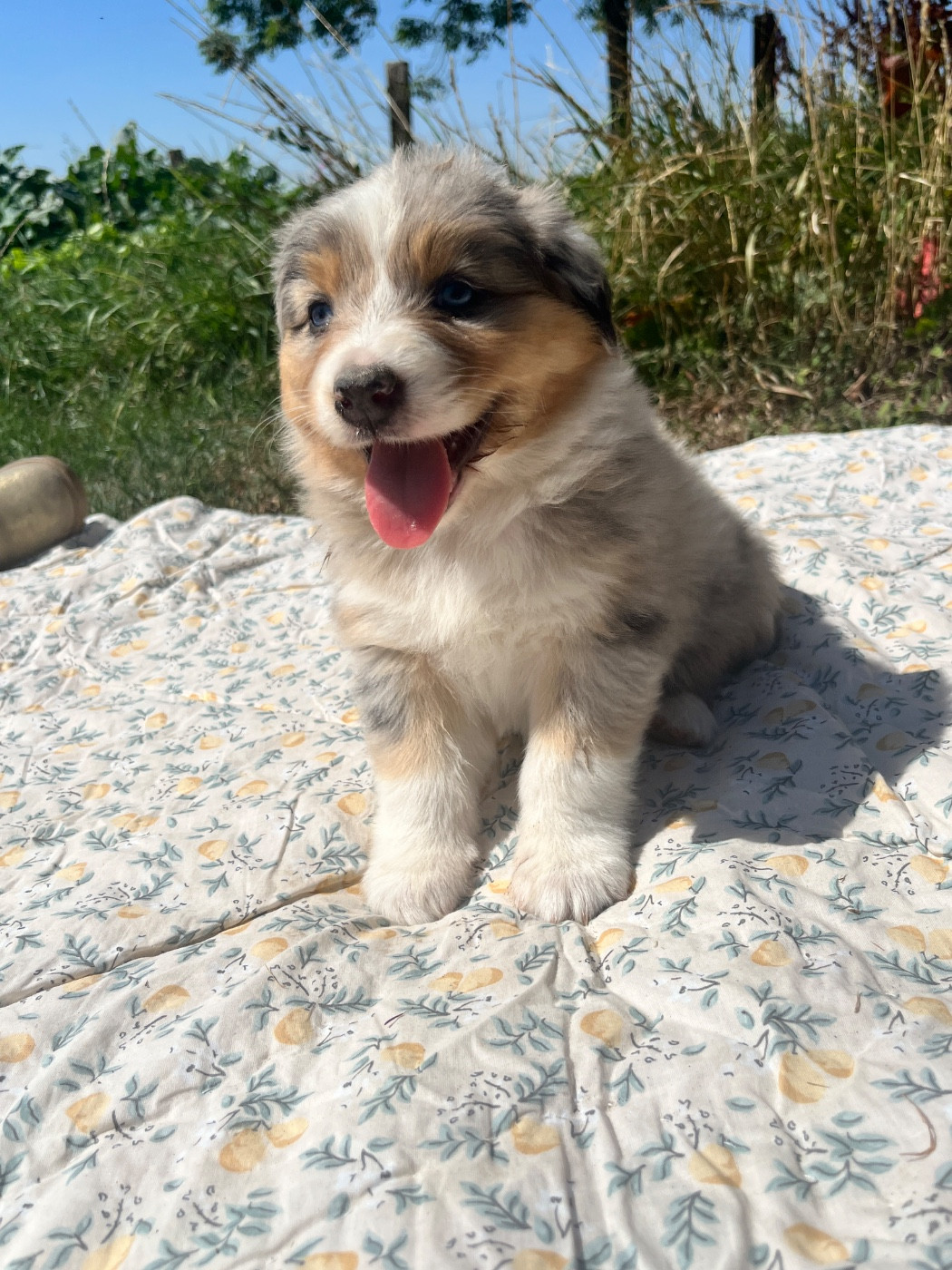 Des Terres De Limermont - Chiots disponibles - Berger Australien
