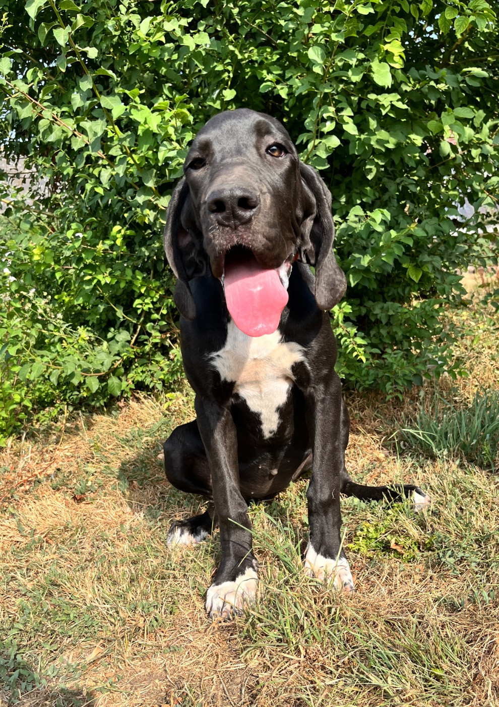 Des Terres De Limermont - Chiots disponibles - Dogue allemand
