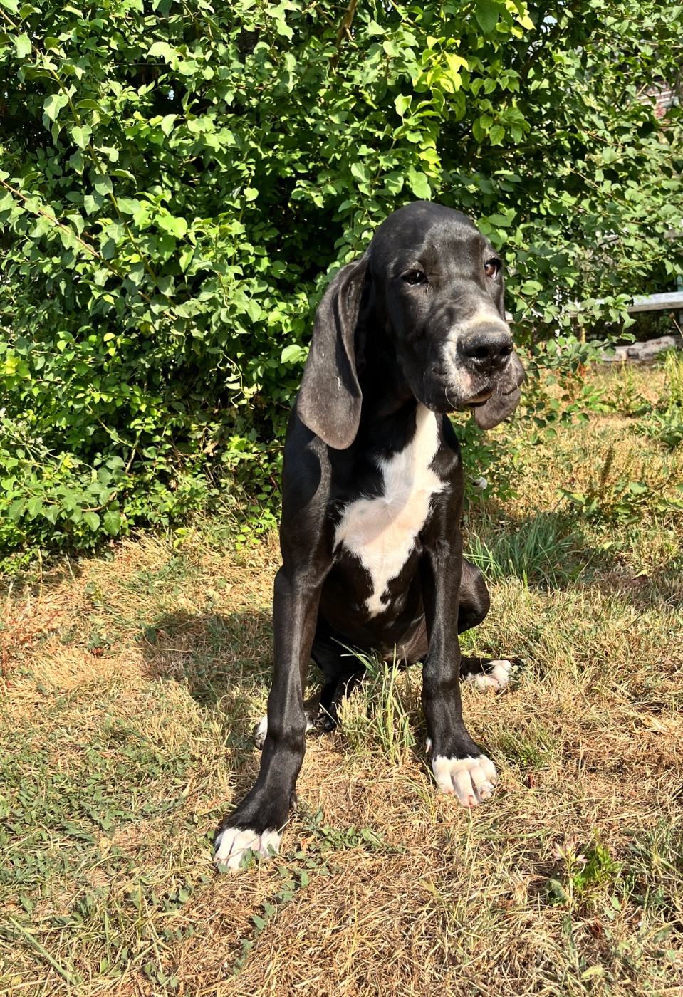 Des Terres De Limermont - Chiots disponibles - Dogue allemand