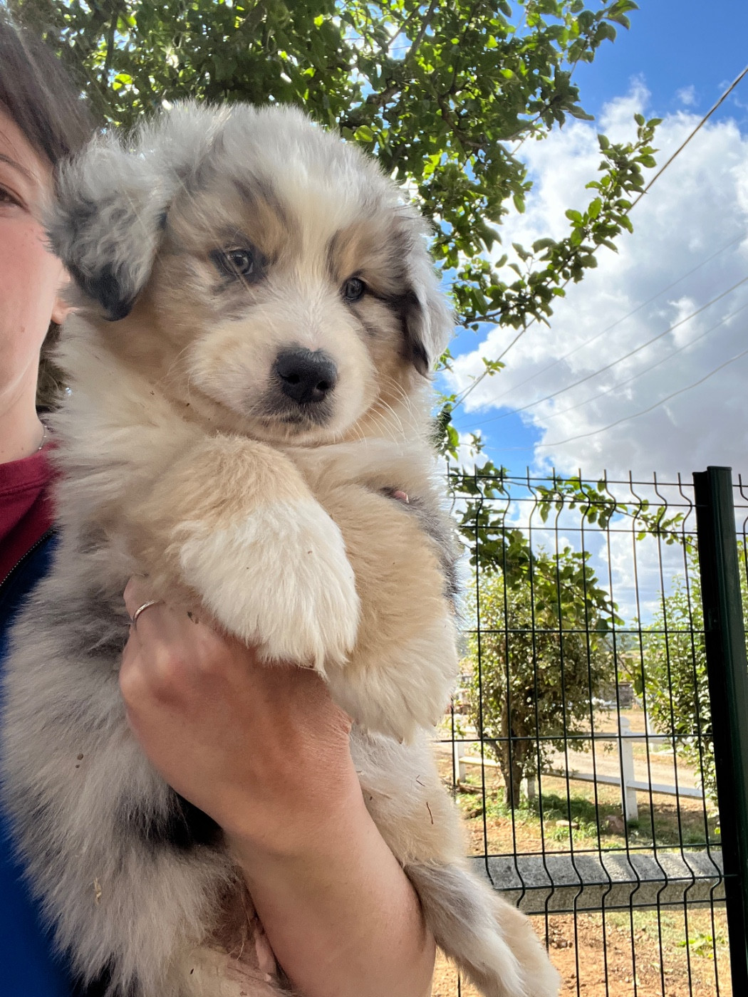 Des Terres De Limermont - Chiots disponibles - Berger Australien