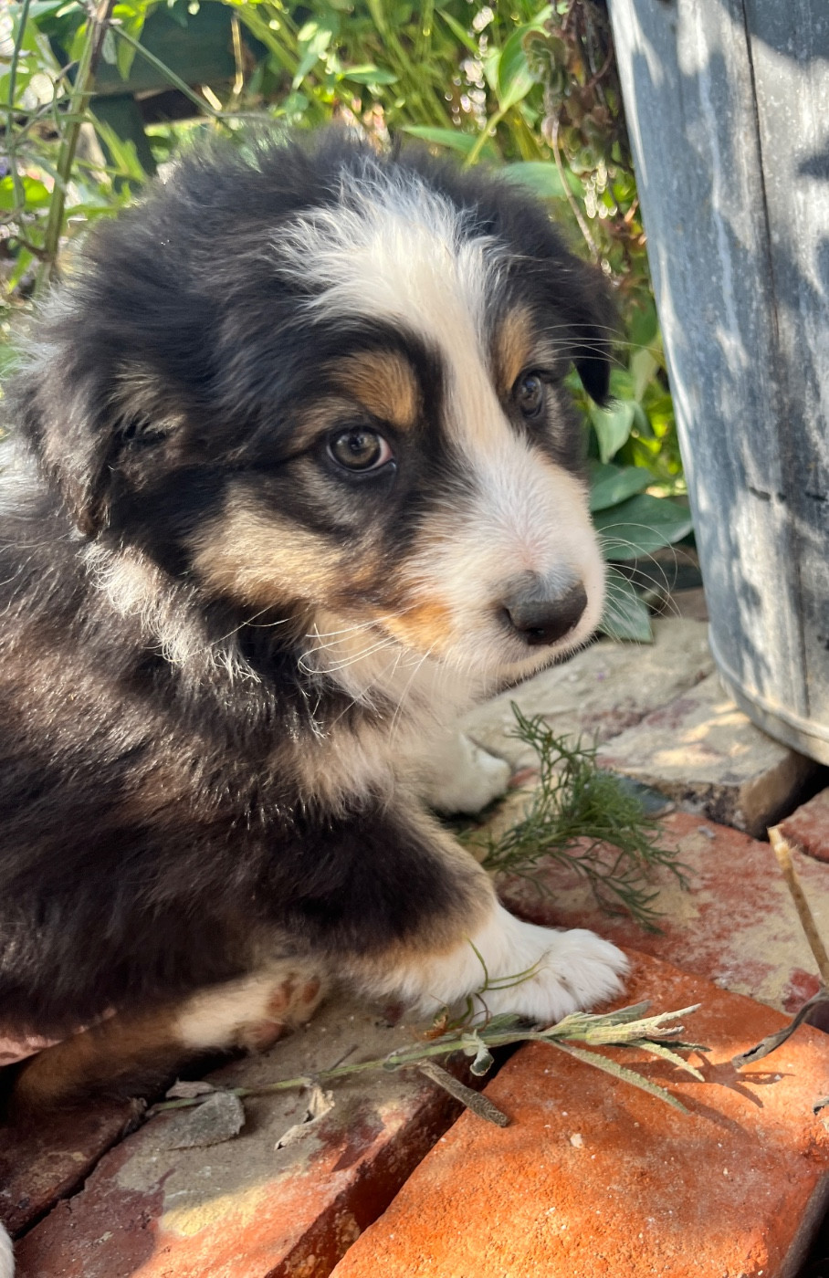 Des Terres De Limermont - Chiots disponibles - Berger Australien