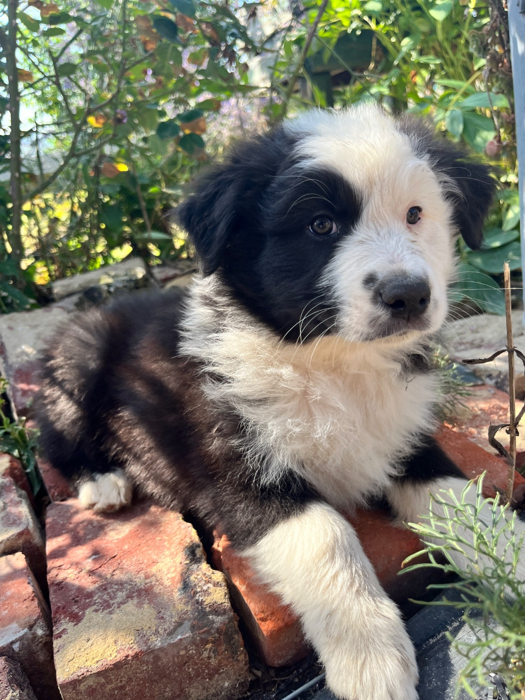 Des Terres De Limermont - Chiots disponibles - Berger Australien