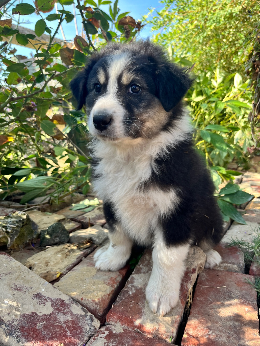 Des Terres De Limermont - Chiots disponibles - Berger Australien