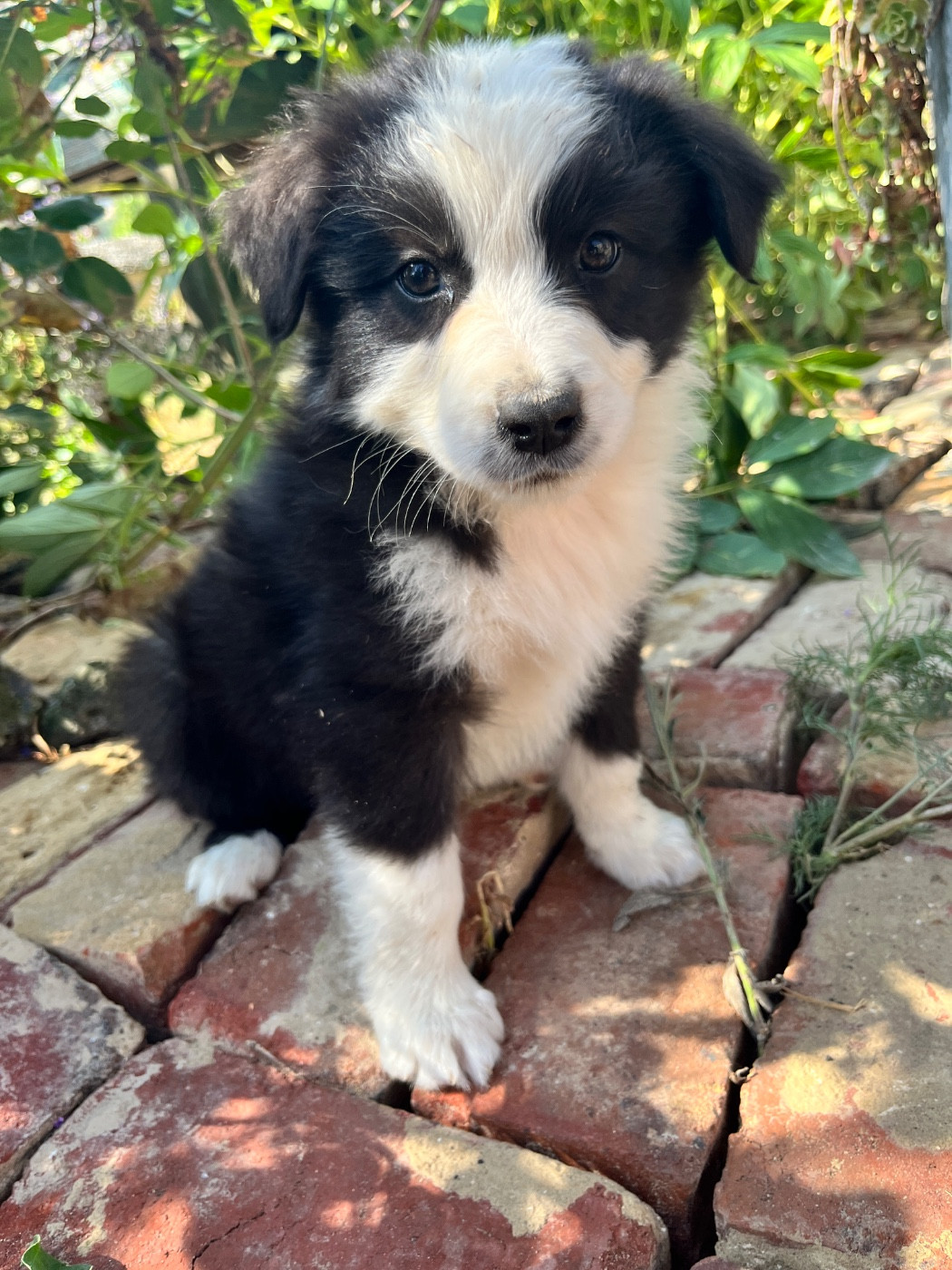 Des Terres De Limermont - Chiots disponibles - Berger Australien