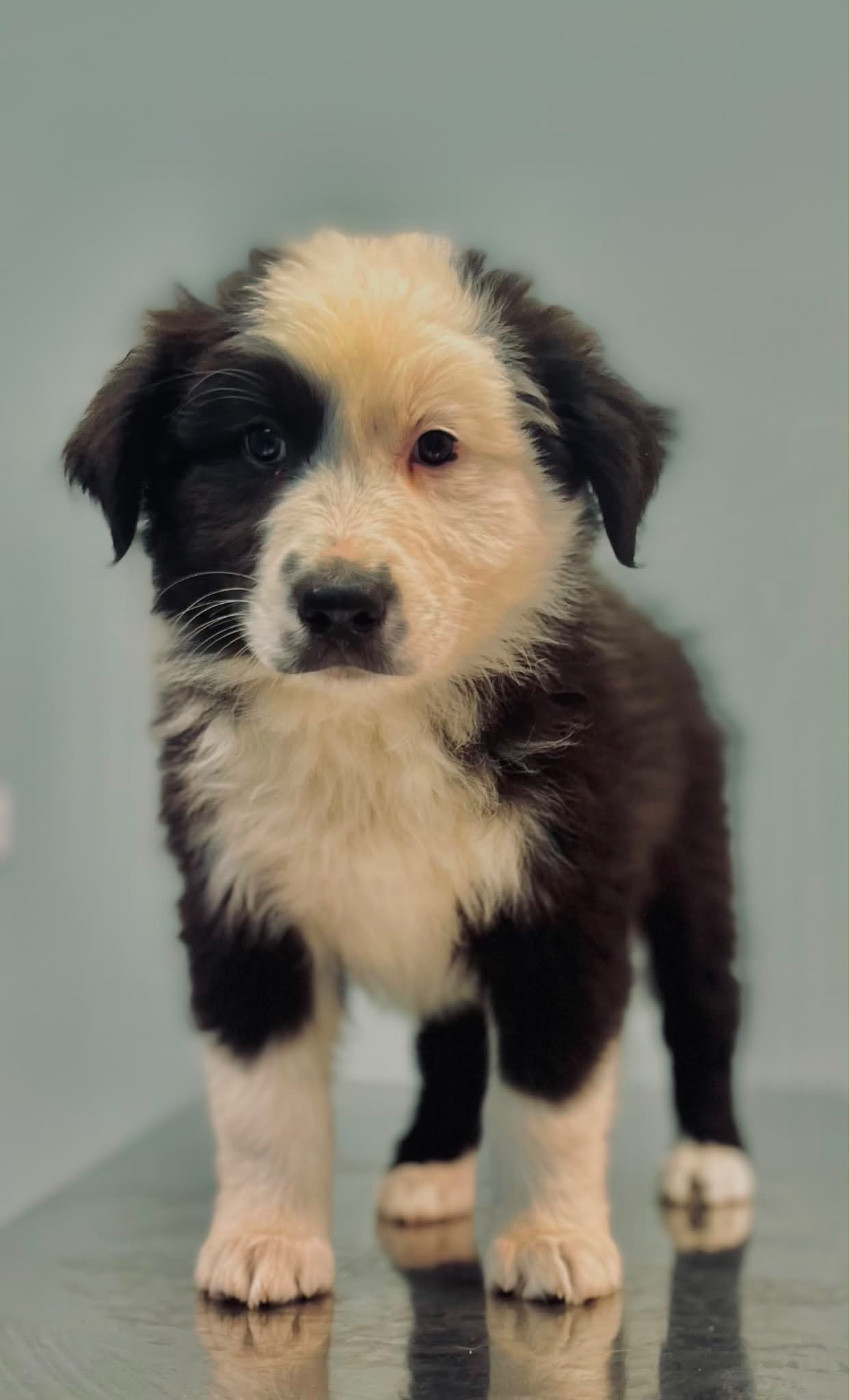 Des Terres De Limermont - Chiots disponibles - Berger Australien