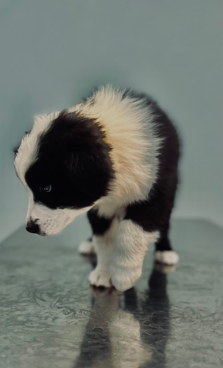 Des Terres De Limermont - Chiots disponibles - Berger Australien