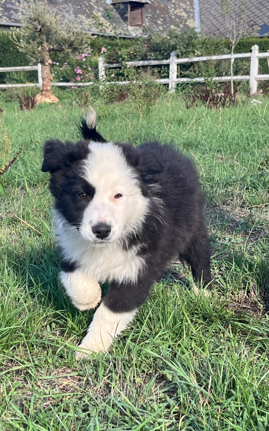 Des Terres De Limermont - Chiots disponibles - Berger Australien