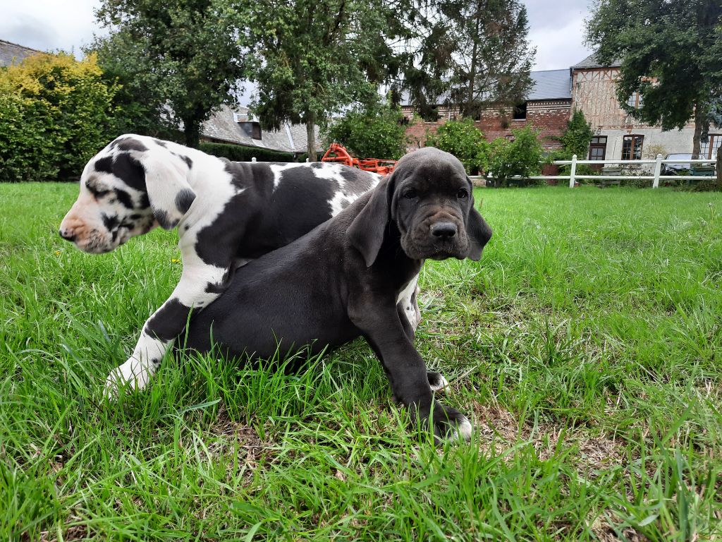 Des Terres De Limermont - Dogue allemand - Portée née le 26/07/2022