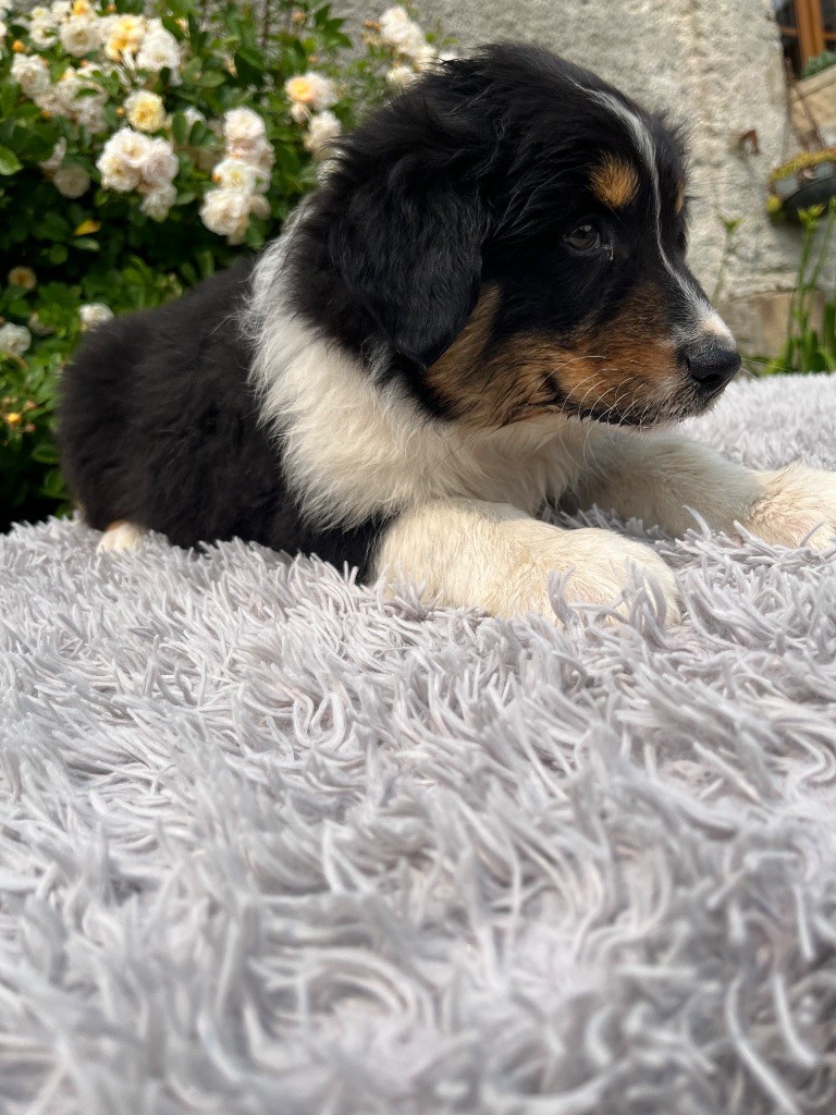 Des Terres De Limermont - Chiots disponibles - Berger Australien