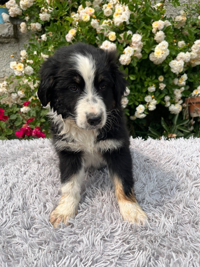 Des Terres De Limermont - Chiots disponibles - Berger Australien