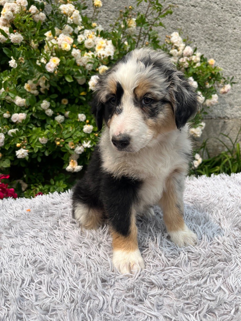 Des Terres De Limermont - Chiots disponibles - Berger Australien