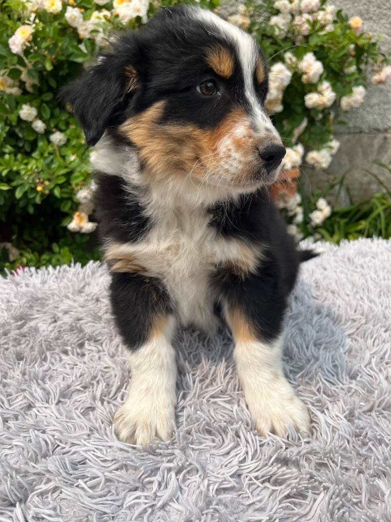 Des Terres De Limermont - Chiots disponibles - Berger Australien