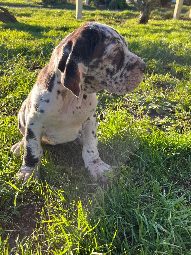 Des Terres De Limermont - Dogue allemand - Portée née le 22/11/2024