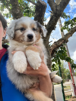 Chiot N°1