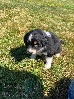 CHIOT 1