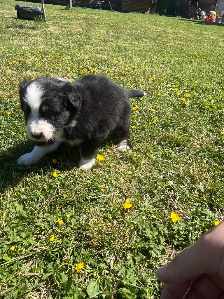 Des Terres De Limermont - Chiots disponibles - Berger Australien