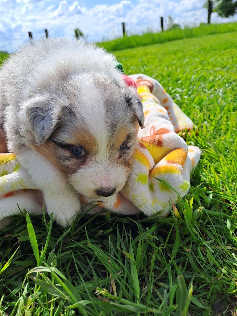 Des Terres De Limermont - Berger Australien - Portée née le 25/04/2024
