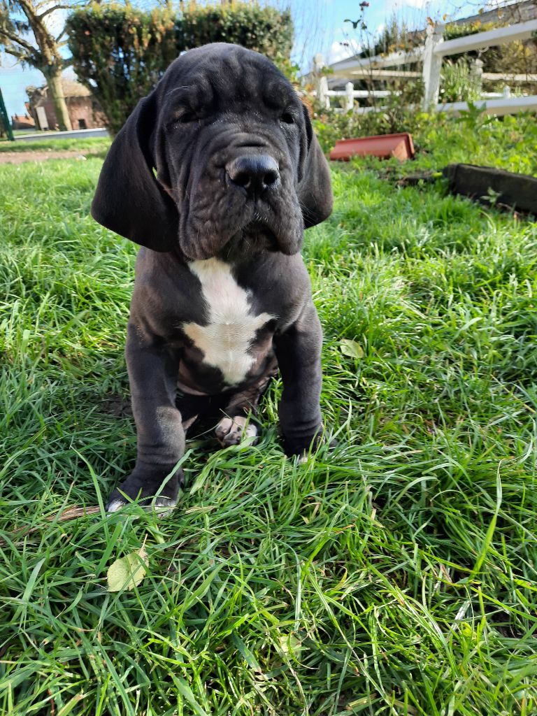 Des Terres De Limermont - Dogue allemand - Portée née le 05/10/2021