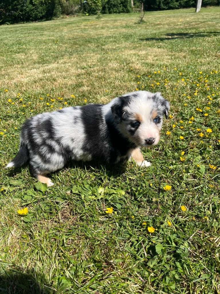 Des Terres De Limermont - Chiots disponibles - Berger Australien